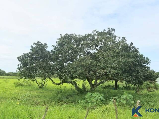 #5068 - Área para Venda em São Gonçalo dos Campos - BA - 3